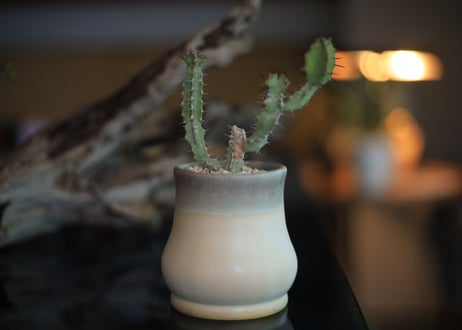 ユーフォルビア　SP　Euphorbia sp