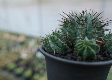 ユーフォルビア　ホリダ　Euphorbia horrida　No.2