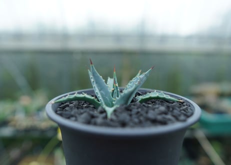 アガベ　ユタエンシス　Agave uthaensis　No.2