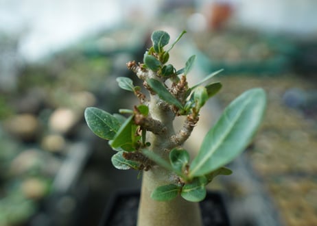 アデニウム　Adenium　No.9
