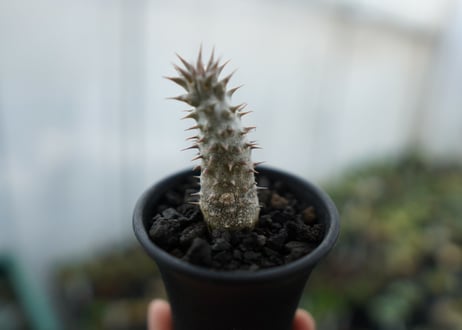 パキポディウム　伊藤ハイブリッド　Pachypodium 'Itoh Hybrid'  No.1