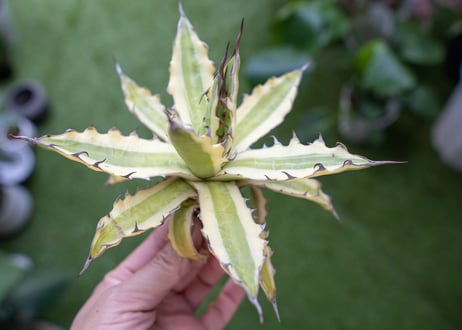 Agave xylonacantha “Frostbite”  NO.2