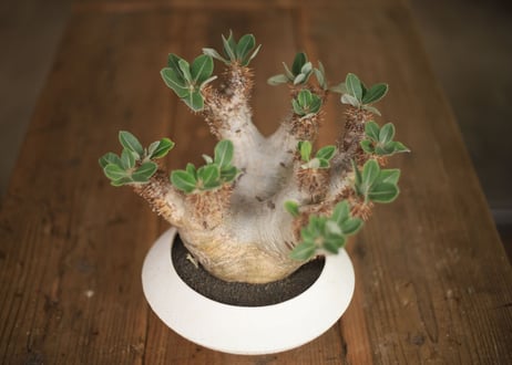 パキポディウム　デンシフローラム　Pachypodium densiflorum