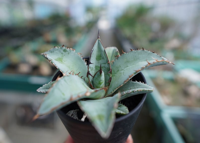 アガベ チタノタ ブルー Agave Titanota Blue No.2 | mana's