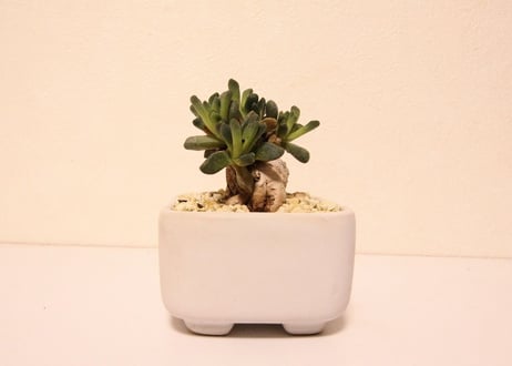 アロイノプシス　ヴィッタ　Aloinopsis vittata