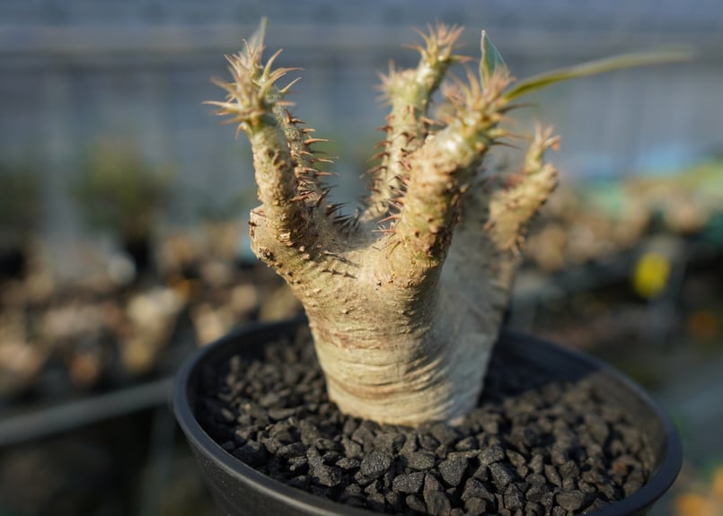 パキポディウム マカイエンセ Pachypodium makayense No.7 | man