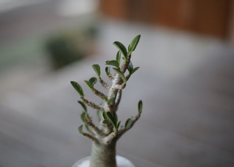 アデニウム　Adenium