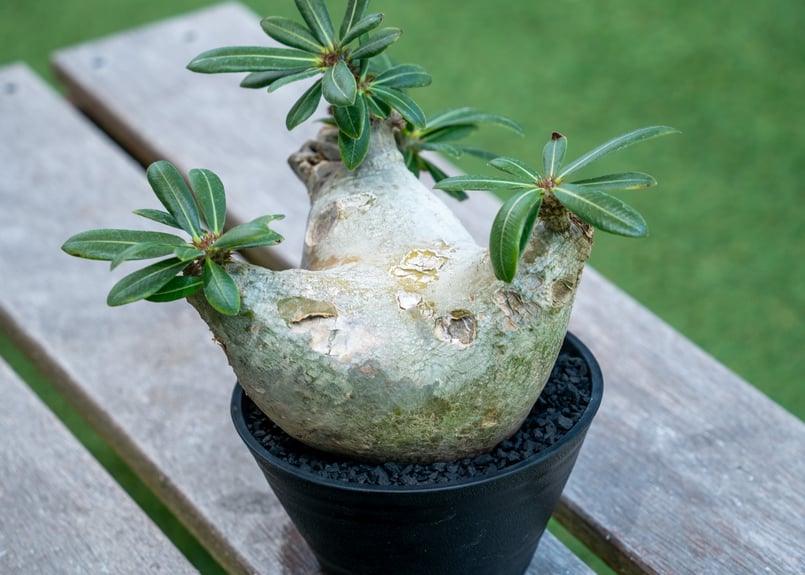 パキポディウム マカイエンセ | mana's farm:塊根植物・アガベ・ドライ