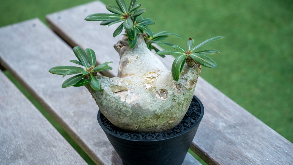 パキポディウム マカイエンセ | mana's farm:塊根植物・アガベ・ドライ