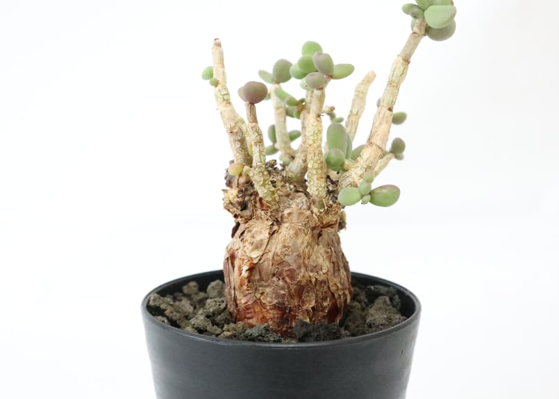 ケラリア ピグマエア | mana's farm:塊根植物・アガベ・ドライガーデン