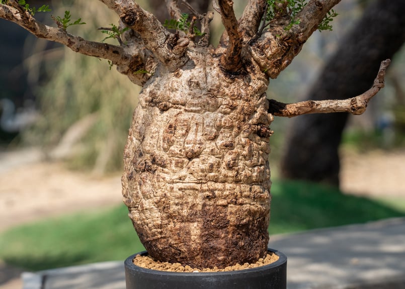 オペルクリカリア パキプス Operculicarya pachypus | mana's f