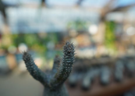 【未発根】パキポディウム　グラキリス　 Pachypodium Gracilius  No.8