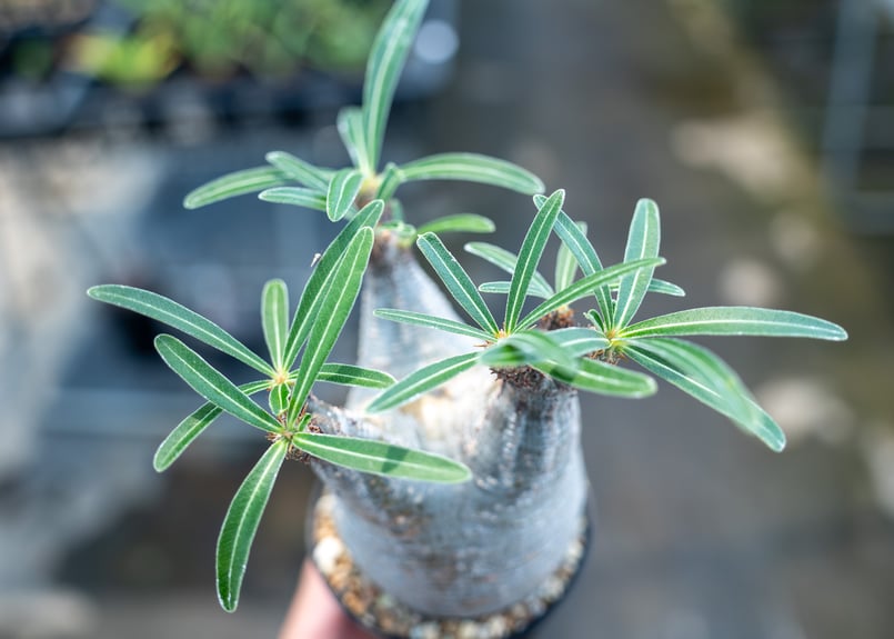 パキポディウム グラキリス No.4 | mana 