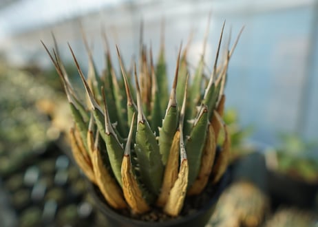 アガベ　ユタエンシス　Agave uthaensis　No.2