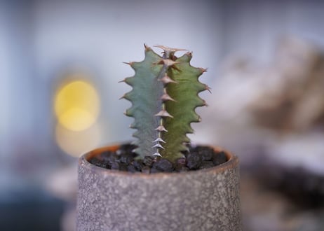 Euphorbia Canariensis