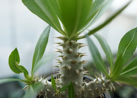 パキポディウム　ホロンベンセ　Pachypodium horombense  No.13