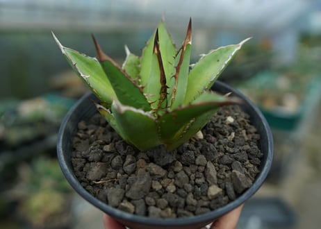 アガベ　チタノタ　剣竜　Agave titanota Kenryu