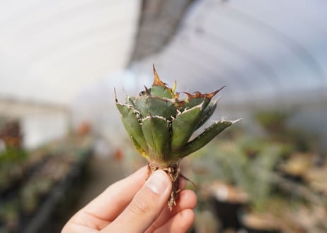 agave titanota FO-76  No.14