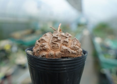 【長谷川園芸産】亀甲竜　Dioscorea elephantipes　No.5