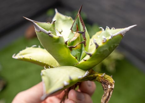 Agave Sowing seeds NO.6