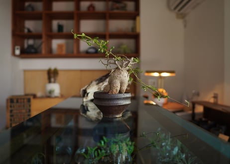 火星人　Fockea edulis