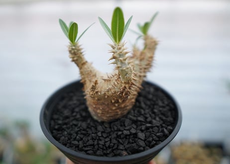 パキポディウム　デンシフローラム　Pachypodium densiflorum　No.2