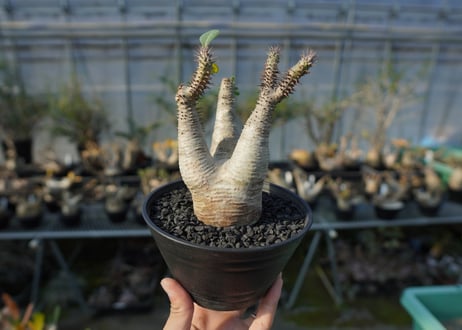 パキポディウム マカイエンセ　Pachypodium makayense　No.4