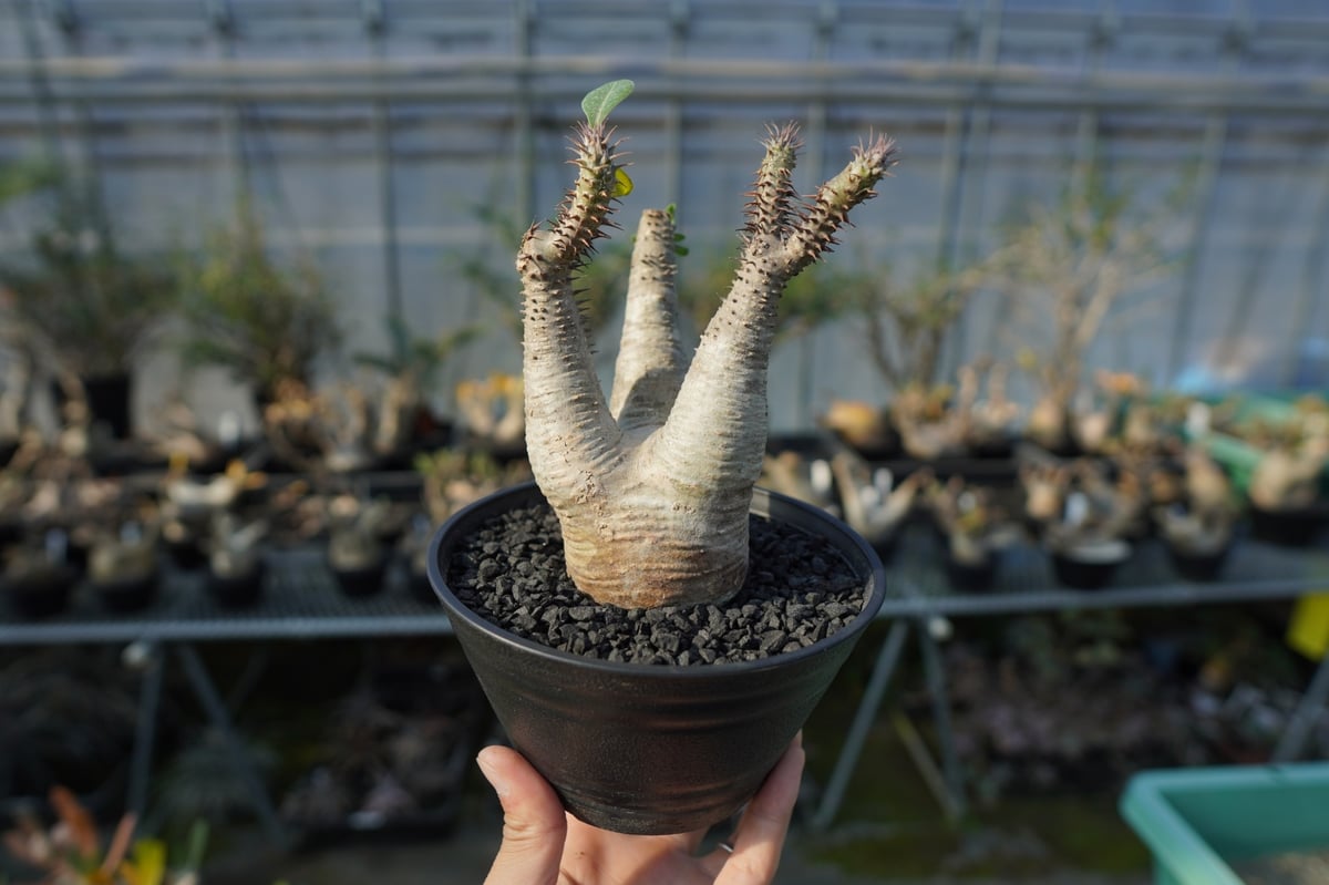 パキポディウム　マカインセ パキポディウム マカイエンセ Pachypodium makayense No.4 | man