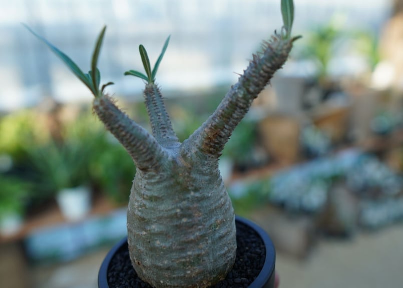 パキポディウム グラキリス Pachypodium gracilius ③ Pachypodium Gracilius - パキポディウム・グラキリス – VALIANT