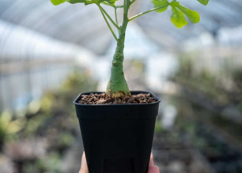 アデニア グラウカ Adenia glauca NO.1 | mana's farm:塊根植