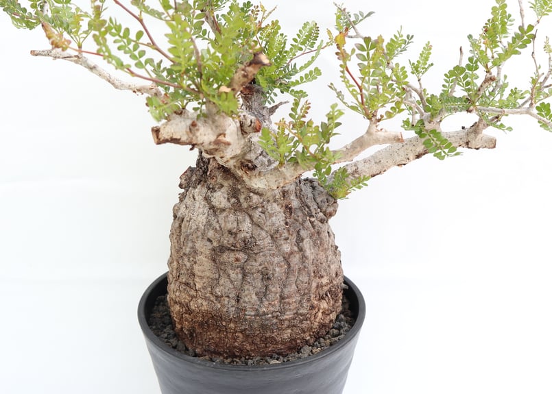 オペルクリカリア パキプス | mana's farm:塊根植物・アガベ