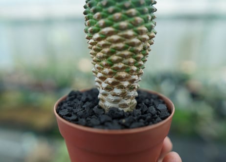 ユーフォルビア　ソテツキリン "パイナップルコーン"　Euphorbia sotetsukirin  No.8