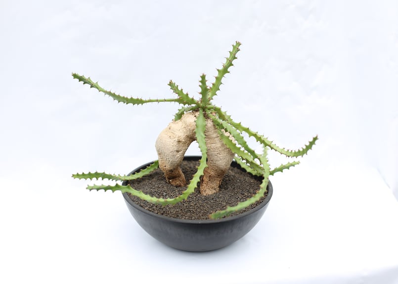 ユーフォルビア スクアローサ | mana's farm:塊根植物・アガベ・ドライ