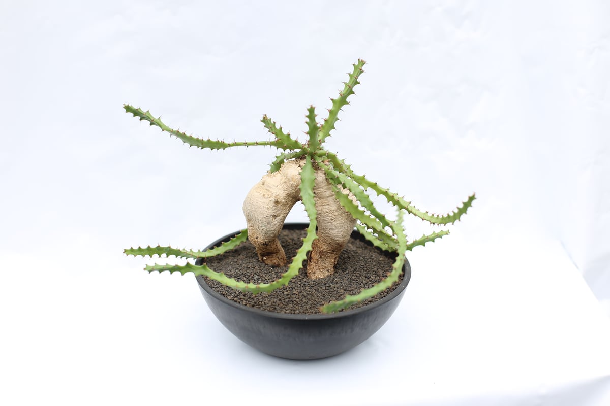 ユーフォルビア スクアローサ | mana's farm:塊根植物・アガベ・ドライ