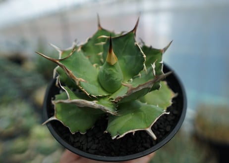 アガベ　チタノタ　獅子光　agave titanota  lion light