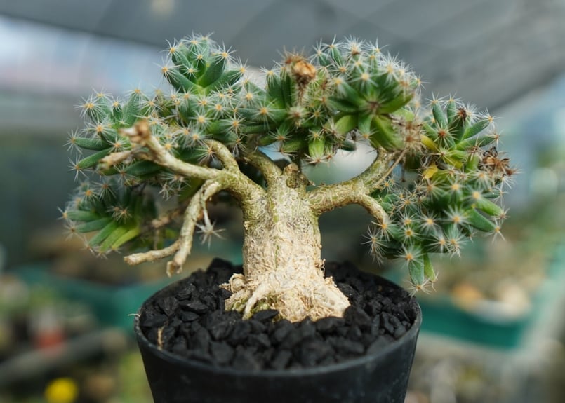 トリコディアデマ デンサム Trichodiadema densum No.1 | mana