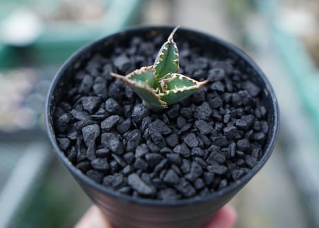 アガベ　チタノタ　FO-76　Agave titanota  FO-76　No.2