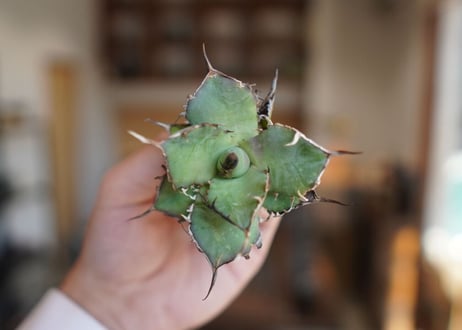 アガベ　チタノタ　ハデス　Agave titanota Hades