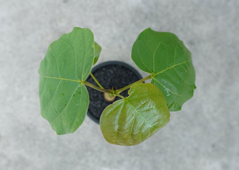 沖縄実生株】プセウド ボンバックス Pseudo bombax | mana's farm