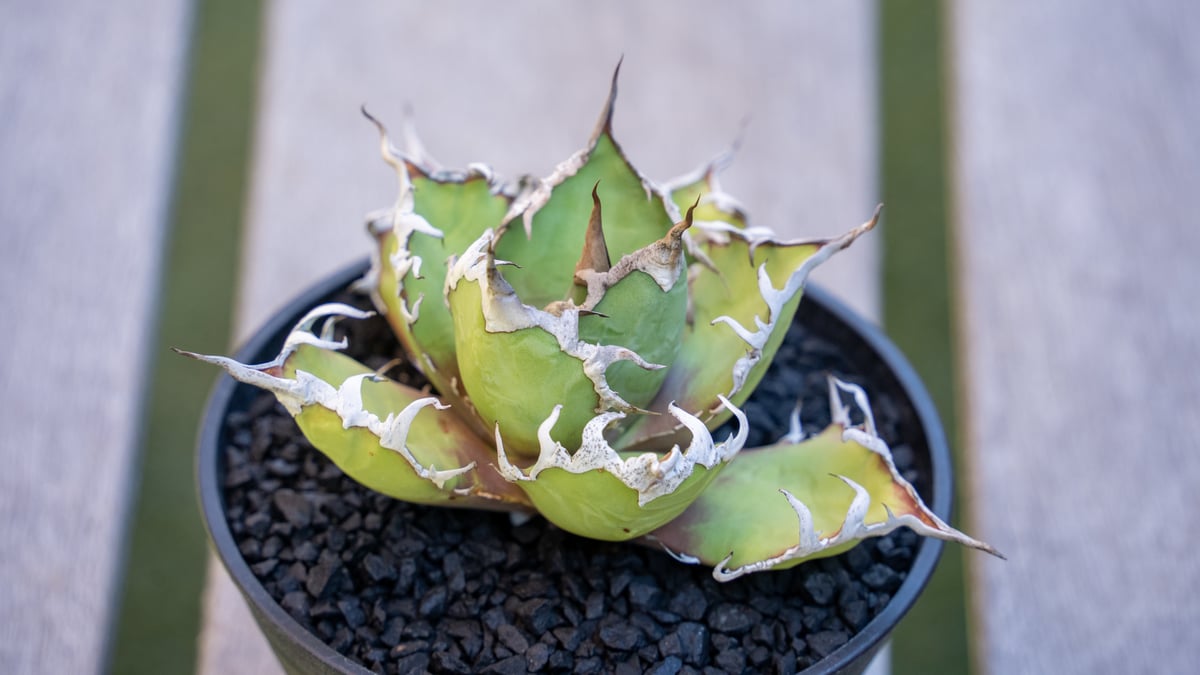 アガベ SEGAO アガベ シーザー МⅭ03 | mana's farm:塊根植物・アガベ・ドライ