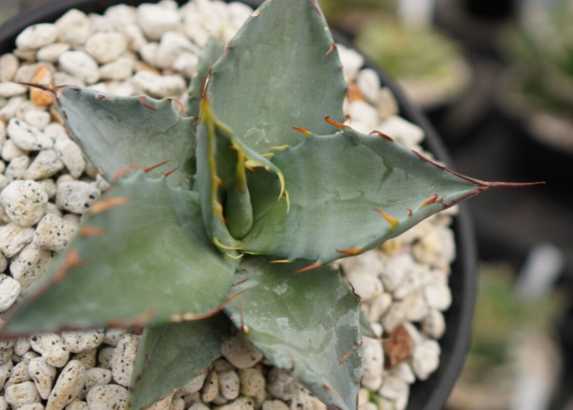 アガベ ハイブリット チタノタ×マルガリータ No.1 | mana's farm:塊根