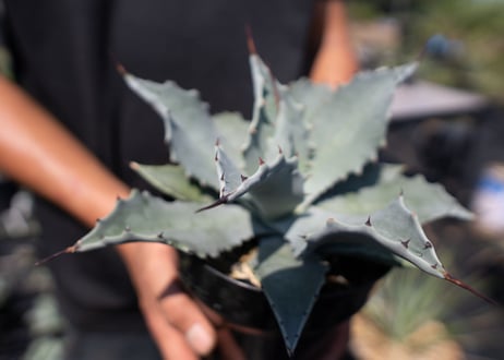 Agave temacapulinensis
