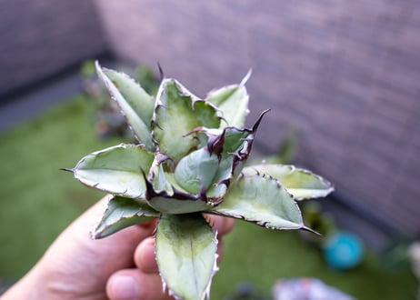 Agave B&B C NO.4 (G)