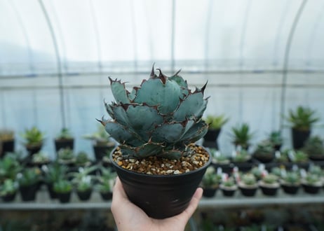 アガベ　チタノタ　 ブラックアンドブルー 　Agave titanota black and blue　NO.8