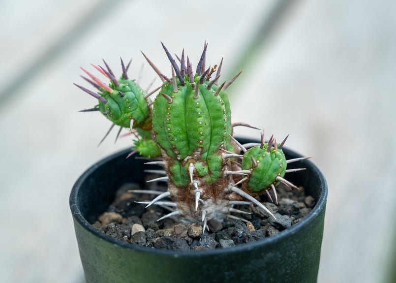 ユーフォルビア フェロックス | mana's farm:塊根植物・アガベ