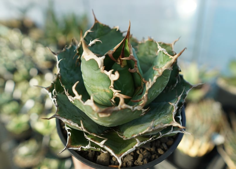 アガベ チタノタ 白鯨 Agave titanota White whale No.2 | m