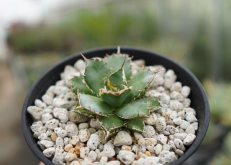 agave　titanota　フィリグリー　№1