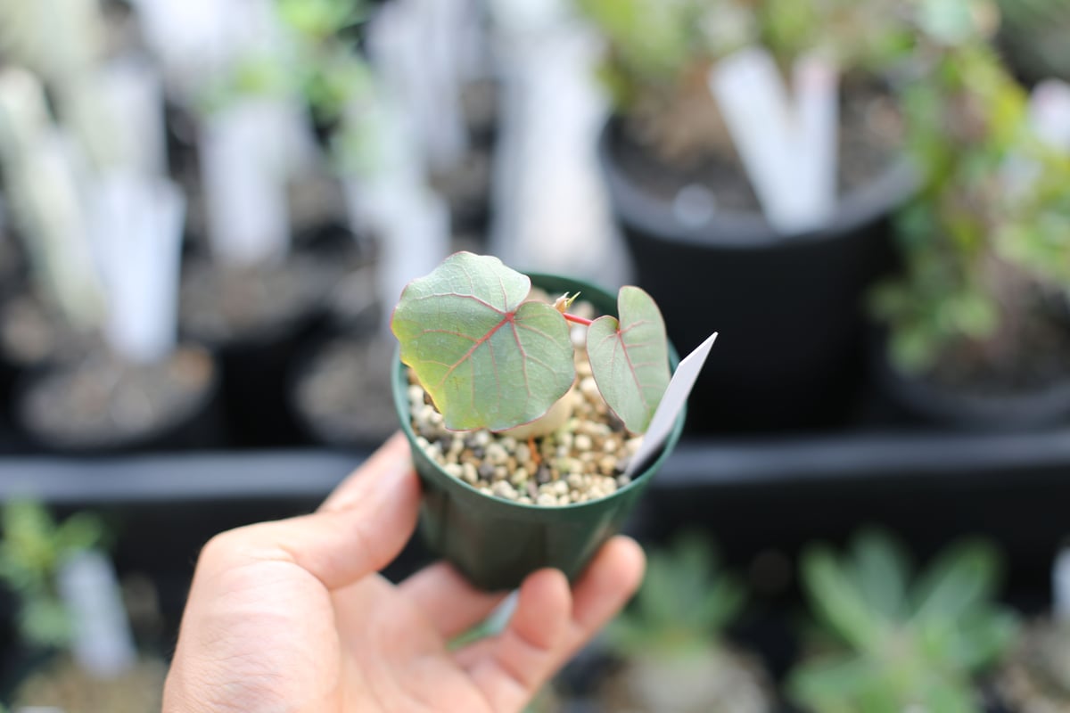 観葉植物 塊根フィカス・ペティオラリス 実生5年以上 発根済み