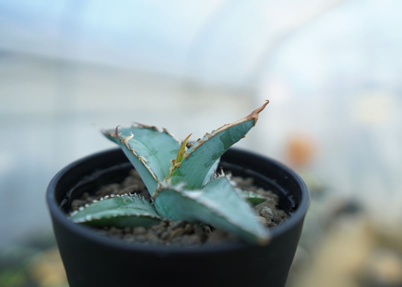 アガベ オテロイ agave oteroi No.1 | mana's farm:塊根植物・ア
