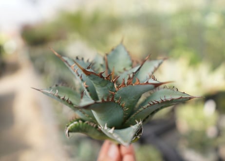 agave　oteroi　oaxaca　NO.10